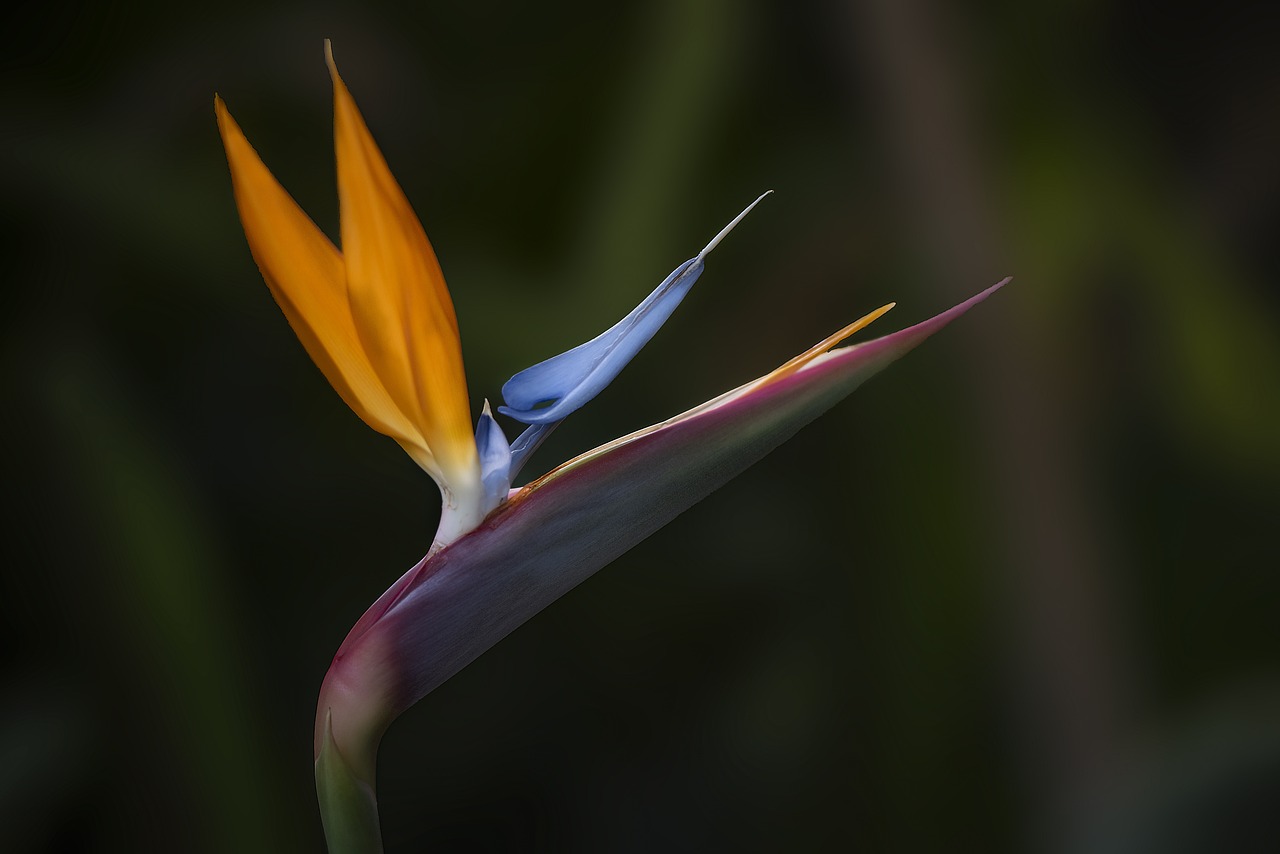 How to Grow Exotic Plants in Your Garden